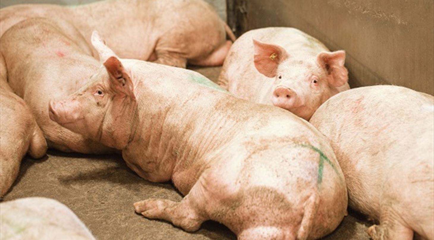 Male pigs